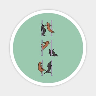 Dachshund Pole Dancing Club Magnet